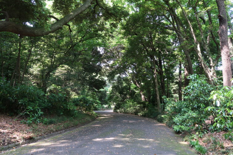 明治神宮　代々木口あたり。北池に進む道