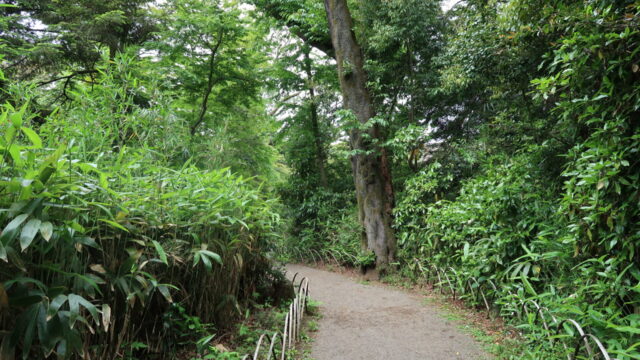 明治神宮の森