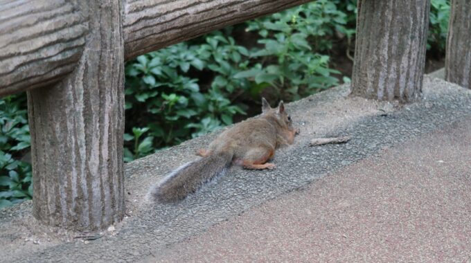 ぺったんこポーズのリス