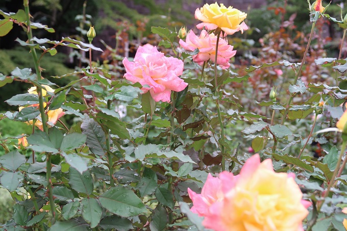 ピンクと黄色の花弁がかわいいバラ