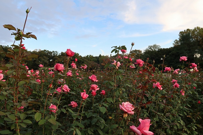 バラ園の満開の花