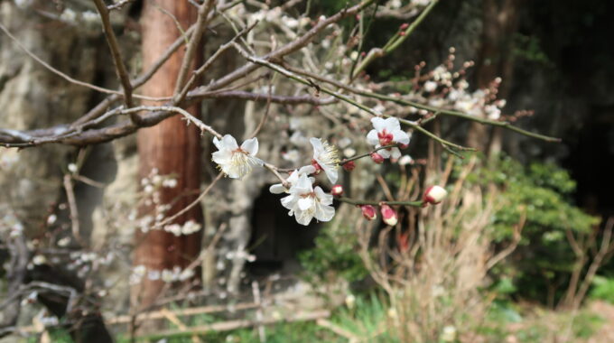 薄ピンクの梅の花