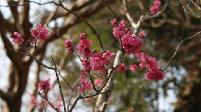 梅の花