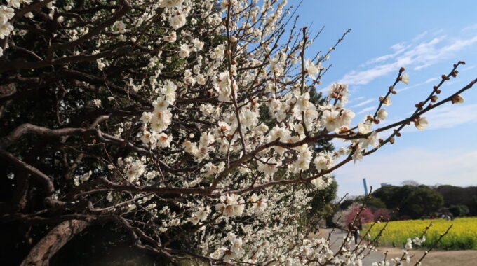 バックに菜の花畑が見える