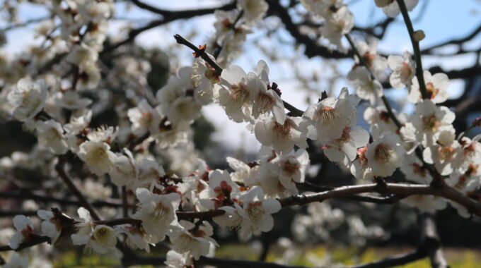 白い梅の花