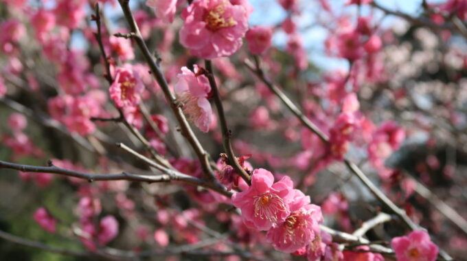 ピンクの梅の花