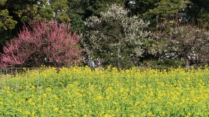 梅と菜の花