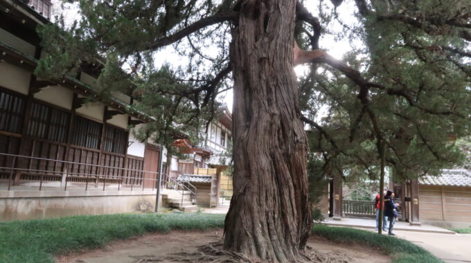 ビャクシンの大木