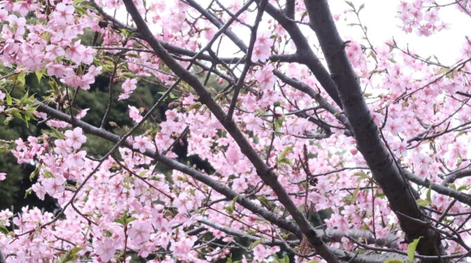 円覚寺境内の河津桜
