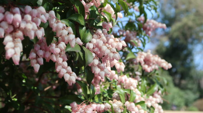 明治神宮御苑の花