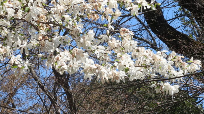 ハクモクレンの花