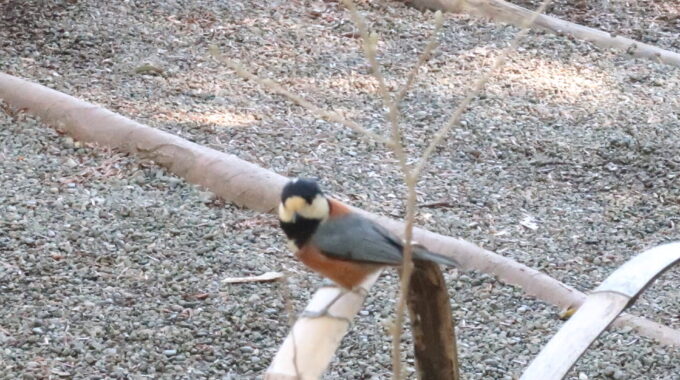 人懐っこい野鳥ヤマガラ