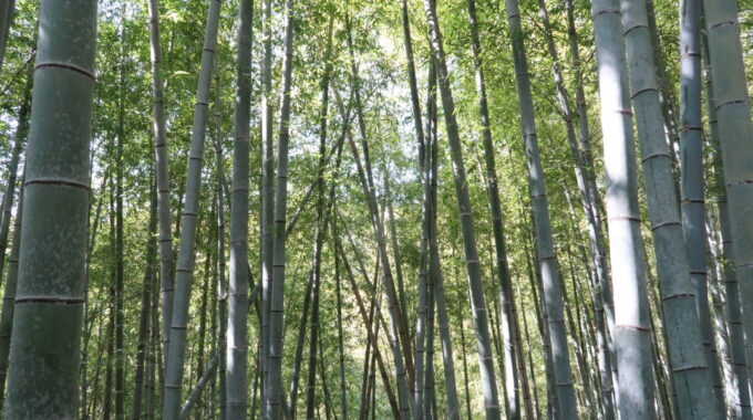 広い竹林