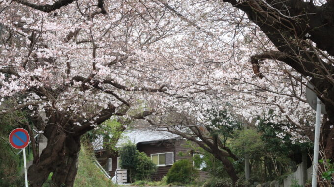 鎌倉山の桜並木