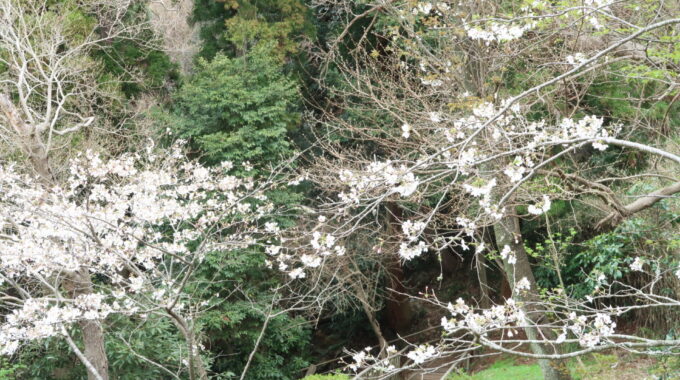 夫婦池公園