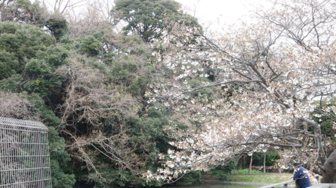 夫婦池公園