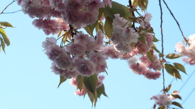 小さなボールのような花の八重桜