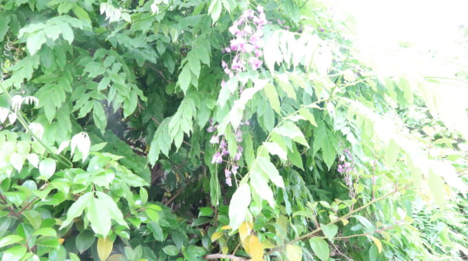 ル・クシネの藤の花