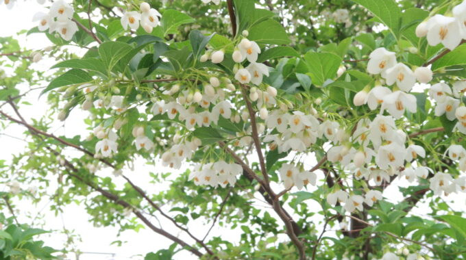 甘い香りの白い花
