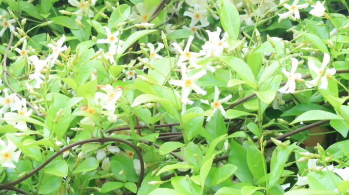 フェンスから伸びているジャスミン。白い花が満開