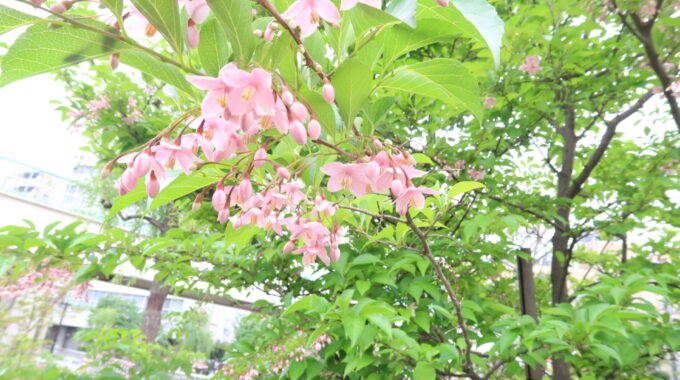 隅田川テラスの花