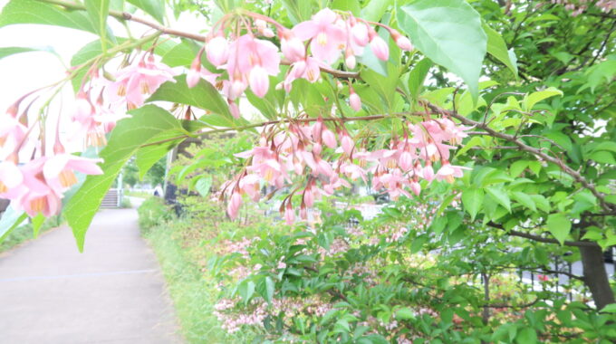 通路に可憐に咲くピンクの花