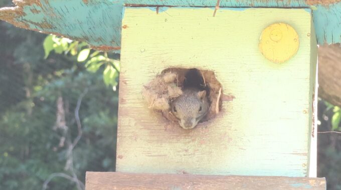 リス小屋から顔を出すリス