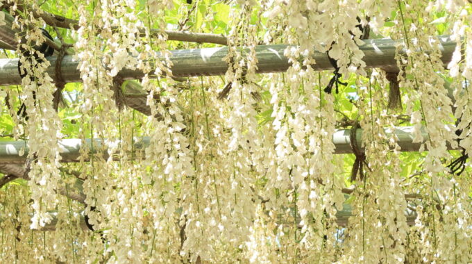 白い藤の花もある