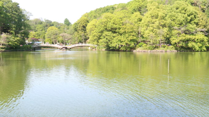 大きな薬師池とたいこ橋