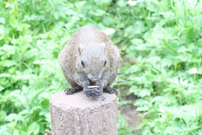 ひまわりの種を大事そうに持つリス