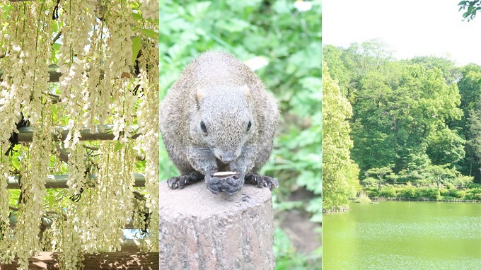 町田リス園と町田薬師池公園