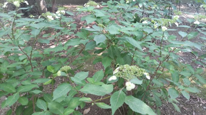 甜茶の花