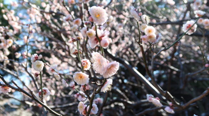 淡いピンクの梅の花