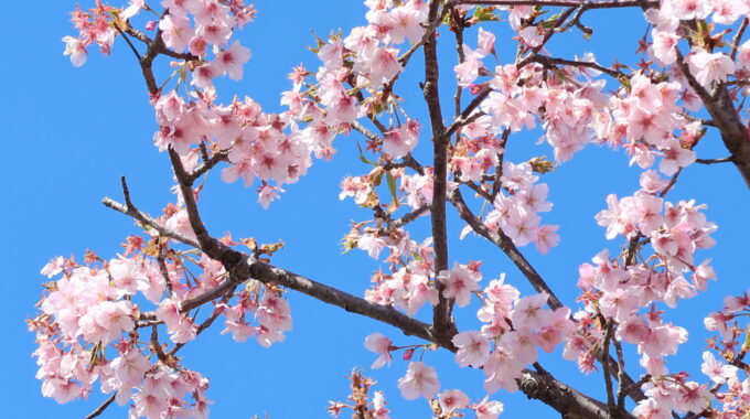 河津桜か寒桜の木