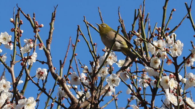長谷寺の梅の木とメジロ