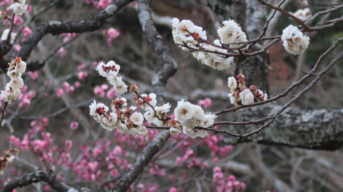 梅の花が満開