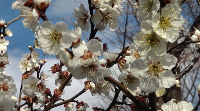 羽根木公園の梅